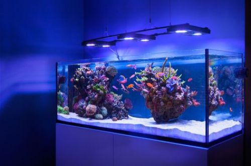 Виды аквариумов: пресноводный или морской аквариум