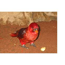 Блестящий лори-кардинал (Chalcopsitta cardinalis)