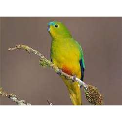 Золотистобрюхий травяной попугайчик (Neophema chrysogaster)