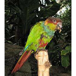 Синезобый краснохвостый попугай (Pyrrhura cruentata)