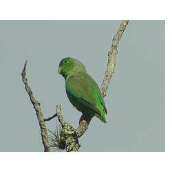 Зеленохвостый воробьиный попугайчик (Forpus passerinus)