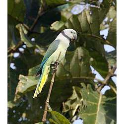 Малабарский кольчатый попугай (Psittacula columboides)