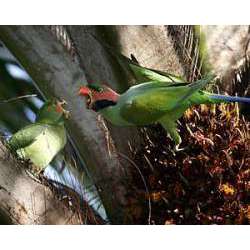 Нитехвостый кольчатый попугай (Psittacula longicauda)