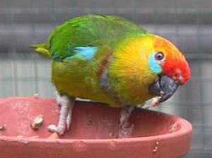Клинохвостый карликовый попугай (Psittaculirostris desmarestii) - 