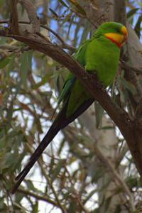 Роскошный баррабандов попугай (Polytelis swainsonii) - 