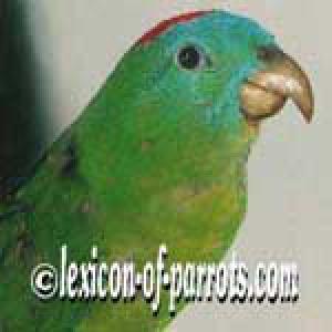 Горный ракетохвостый попугай (Prioniturus montanus) - 