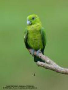 Зелёный ракетохвостый попугай (Prioniturus luconensis) 