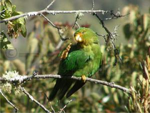 Краснолобый толстоклювый попугай (Bolborhynchus ferrugineifrons) - 