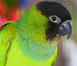 Черноголовый попугай (Nandayus nenday) - 