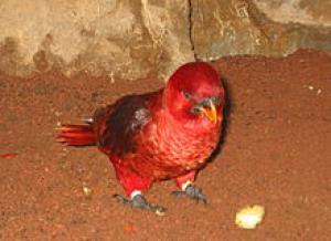 Блестящий лори-кардинал (Chalcopsitta cardinalis) - 