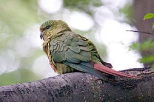 Изумрудный попугай (Enicognathus ferrugineus) - 