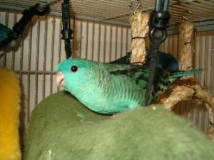 Толстоклювый попугай Катерины (Bolborhynchus lineola) - 