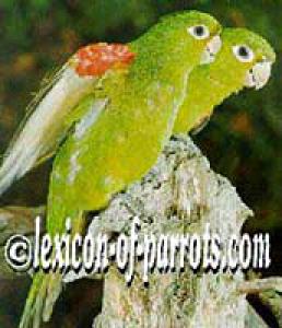 Гаитийская аратинга (Aratinga chloroptera) - 