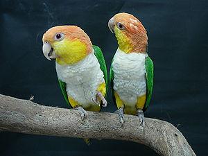 Рыжеголовый белобрюхий попугай (Pionites leucogaster) - 