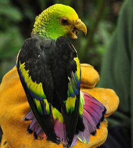 Семицветный пестрохвостый попугай (Touit batavicus) - 