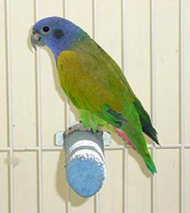 Синеголовый красногузый попугай (Pionus menstruus) - 