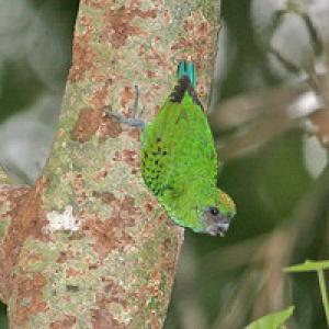 Дятловый попугайчик Меека (Micropsitta meeki) - 