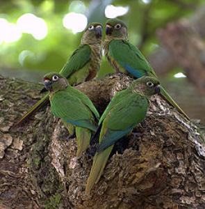 Буроухий краснохвостый попугай (Pyrrhura frontalis) - 