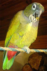 Красногузый попугай Максимилиана (Pionus maximiliani) - 