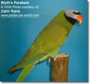 Сероголовый кольчатый попугай (Psittacula caniceps) - 