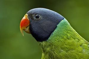 Кольчатый попугай Финша (Psittacula finschii) - 