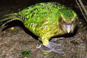 Какапо или совиный попугай (Strigops habroptilus) - 