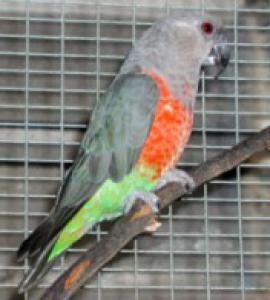 Красногрудый длиннокрылый попугай (Poicephalus rufiventris) - 