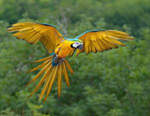 Сине-жёлтый ара (Ara ararauna) - 