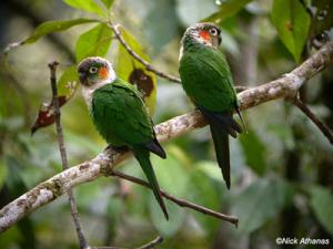 Белогрудый краснохвостый попугай (Pyrrhura albipectus) - 