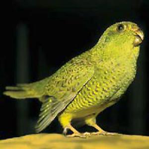 Ночной попугай (Geopsittacus occidentalis, Pezoporus occidentalis) - 