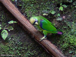 Черноспинный пестрохвостый попугай (Touit melanonotus) - 
