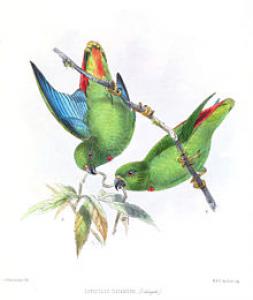 Молуккский висячий попугайчик (Loriculus catamene) - 