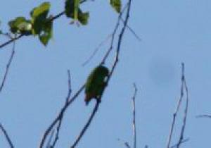 Флоресский висячий попугайчик (Loriculus flosculus) - 