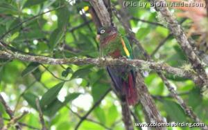 Роскошный краснохвостый попугай (Pyrrhura calliptera) - 