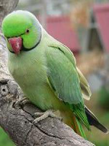 Индийский кольчатый попугай (Psittacula krameri) - 