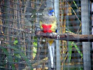 Кровавобрюхий плоскохвостый попугай (Psephotus haematogaster haematogaster) - 
