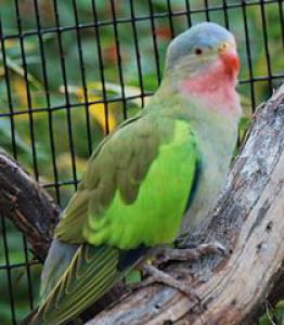 Роскошный попугай Александры (Polytelis alexandrae) - 