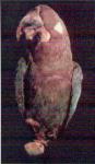 Серо-голубой гиацинтовый ара (Anodorhynchus glaucus)