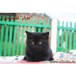 Британские котята питомника "Лия"
