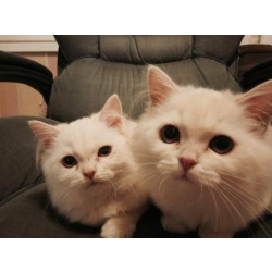 Белые и пушистые котята ищут дом