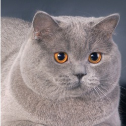 Вязка с Британским котом голубого окраса