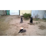 дрессировка собак Белореченск