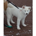 Белая японская Акита-Ину щенок