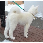 Белая японская Акита-Ину щенок