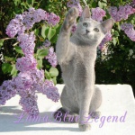 Шикарный русский голубой котенок Lama Blue Legend из Эстонии