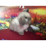 Мини кролики. Питомник декоративных карликовых кроликов в Москве 