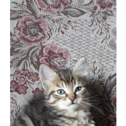 породистые сибирские котята из питомника