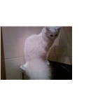Продам котят турецкой ангоры из питомника, 2 мес., белые с голубыми и янтарными глазами от ЧЕМПИОНА