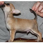 Чихуахуа-чудо щеночки, очень породные с короткой мордочкой