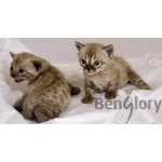 Бенгальские котята от питомника Benglory